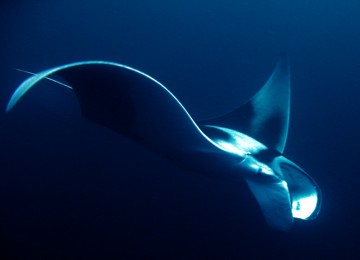 Manta at Hin Muang