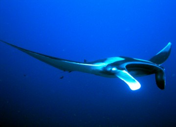 Manta Ray at Racha Noi