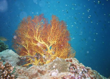 Giant Gorgone at Racha Noi