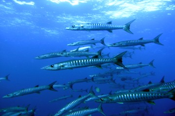 Barracuda at Racha Yai