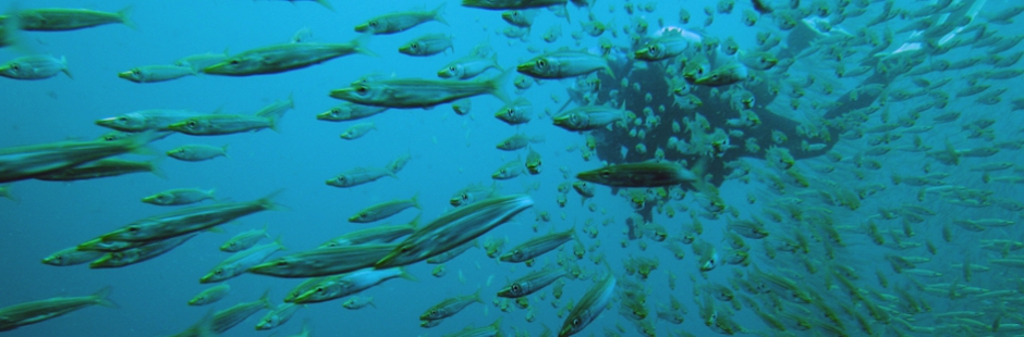 daytrips diving