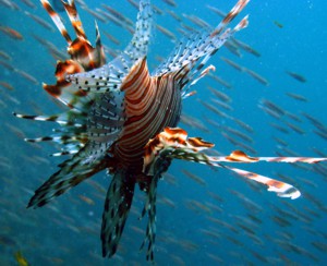 Lion Fish in Racha Yai